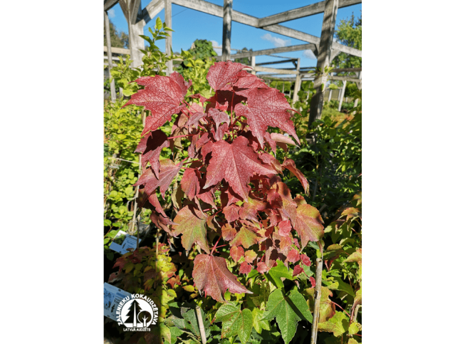 Parthenocissus tricuspidata   'Veitchii'